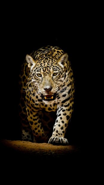 A jaguar walking forward with intense eyes in the jungle animal