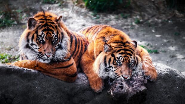 Two tigers resting together in the jungle setting with intense eyes and vibrant fur