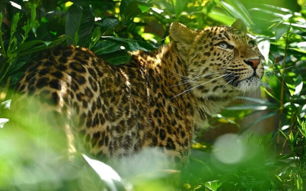 Leopard resting in dense jungle surrounded by lush green vegetation