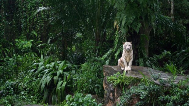 White tiger sitting on a rock in the jungle animal surrounded by dense green plants