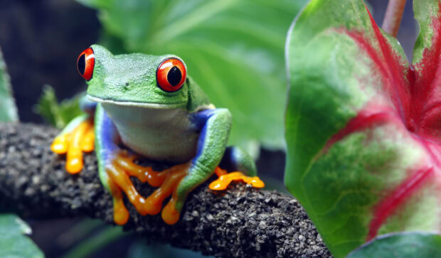 A colorful jungle animal sitting on a branch with vibrant green leaves in the background