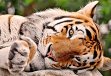 A calm tiger resting its head on a rock in the jungle animal setting