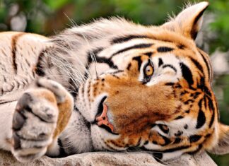 A calm tiger resting its head on a rock in the jungle animal setting