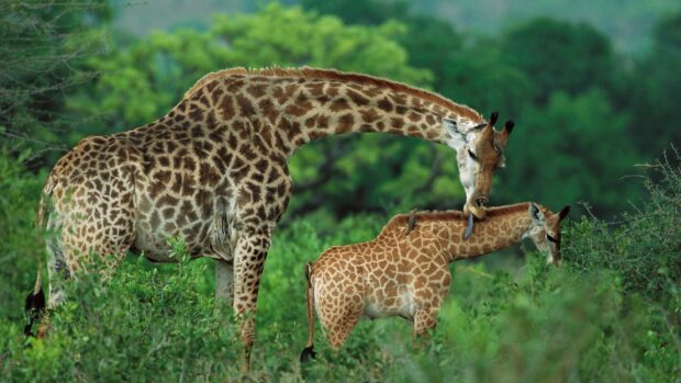 A giraffe mother licking her baby in the jungle animal setting