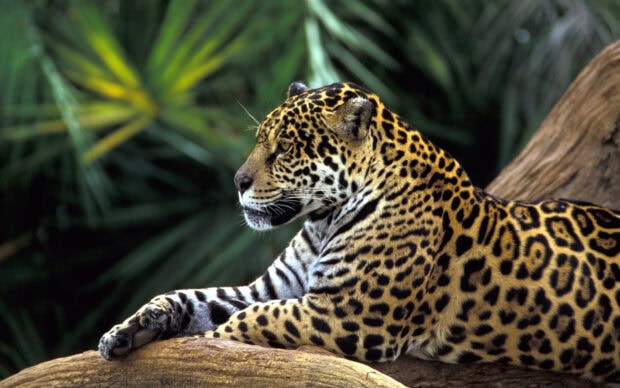 A jaguar resting on a tree branch in the jungle animal environment