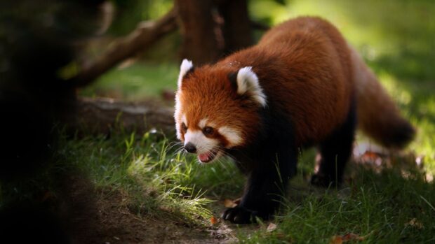 A red panda walking through the jungle grass in natural sunlight
