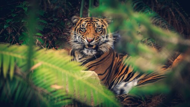 A tiger resting in the jungle surrounded by green leaves and natural vegetation