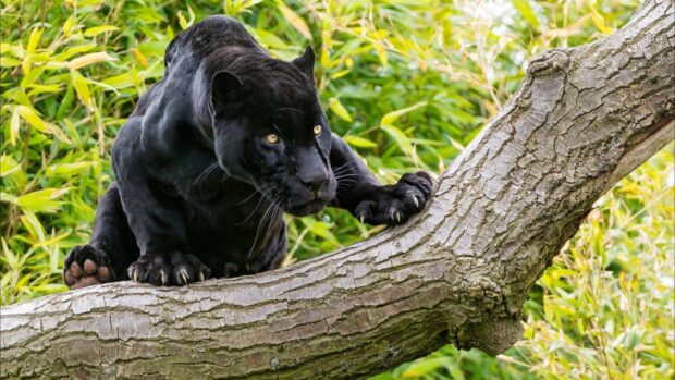 Black panther climbing a tree in the jungle animal resting on the branch