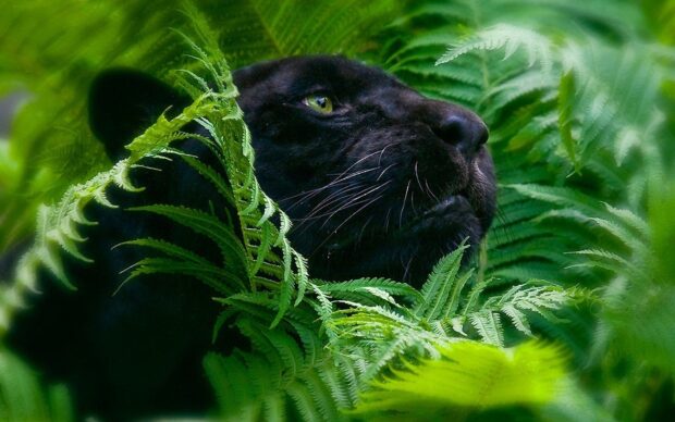 Black panther surrounded by lush jungle plants in high definition HD