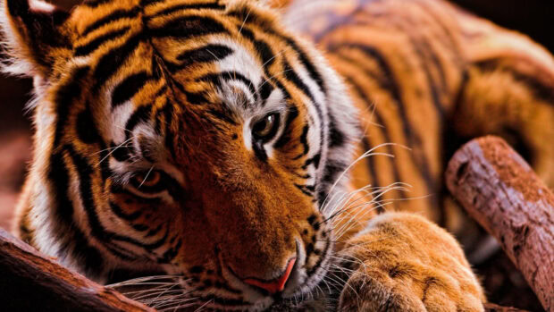 Close up of a tiger resting its head showing jungle animal fur patterns