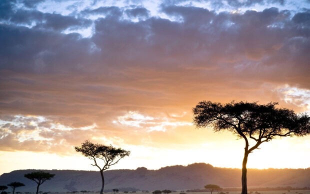 Acacia tree silhouette on a Kenya landscape during a colorful sunset sky
