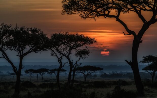 Acacia trees silhouette at sunset in kenya savannah landscape
