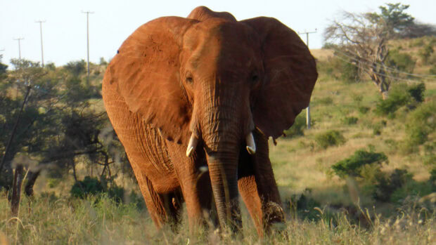 African elephant walking in the Kenyan savannah with natural vegetation and power poles