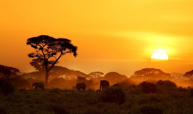 Elephants walking in the Kenya savanna at sunset with acacia trees and golden sky