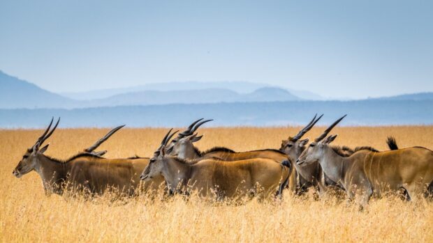 A herd of antelope walking through the tall grass in Kenya savanna landscape