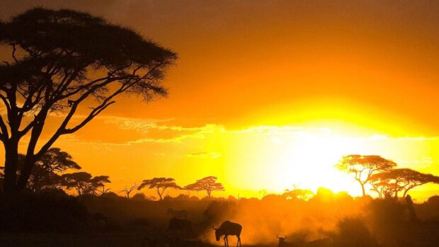 A wildebeest walking in the Kenyan savanna at sunset with the acacia trees silhouette and dust haze