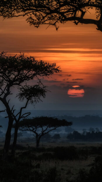 Acacia trees silhouette at sunset in Kenya savanna landscape