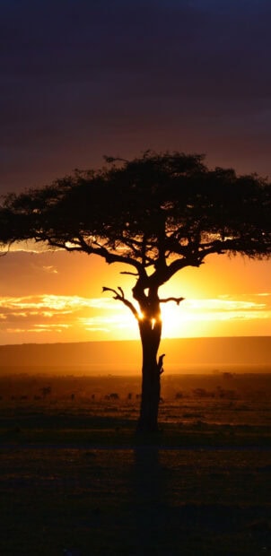Acacia tree silhouette at sunset in kenya savannah landscape