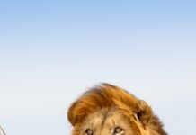 Male lion resting in tall grasslands of Kenya Plains