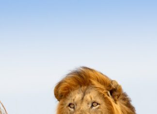 Male lion resting in tall grasslands of Kenya Plains