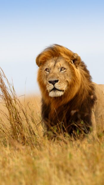 Male lion resting in tall grasslands of Kenya Plains