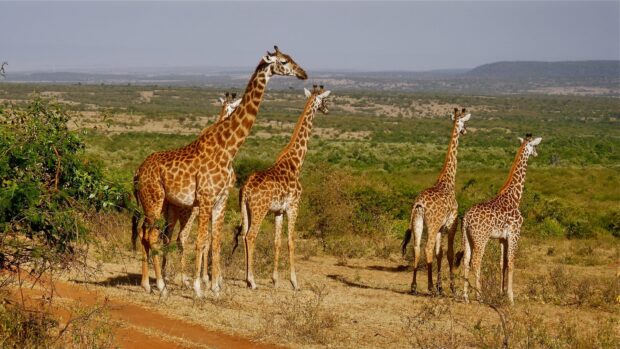 A group of giraffes standing on the dry land of Kenya savanna in clear daylight