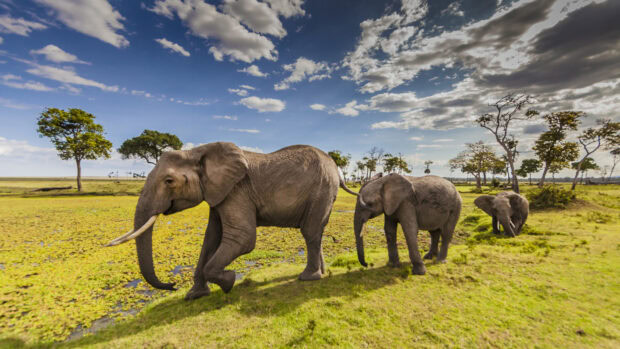 A herd of elephants walking through the lush green grassland of Kenya with a partly cloudy sky