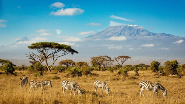 A herd of zebras grazing on the savannah with Mount Kenya in the background