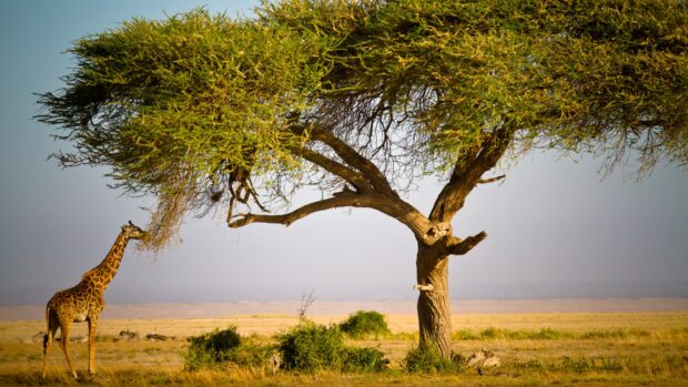 A giraffe feeding on leaves from a tree in the Kenya savannah