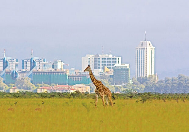 A giraffe in the Kenya savannah with city buildings in the background