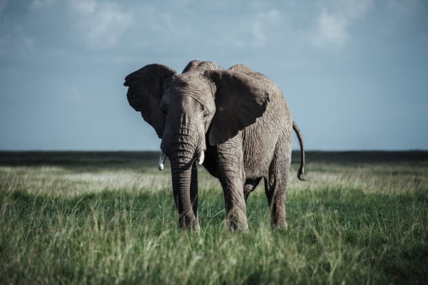 A lone elephant walking through the green grasslands of Kenya savanna
