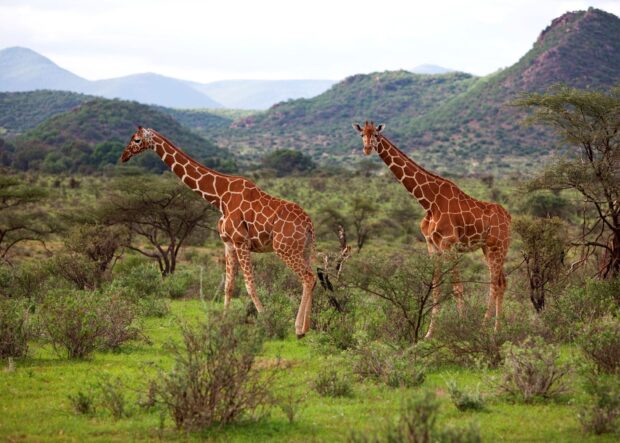 Two giraffes walking in Kenya savannah landscape with hills in the background