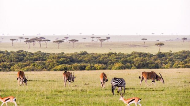 Wild animals roaming freely on the Kenya savanna with acacia trees in the background