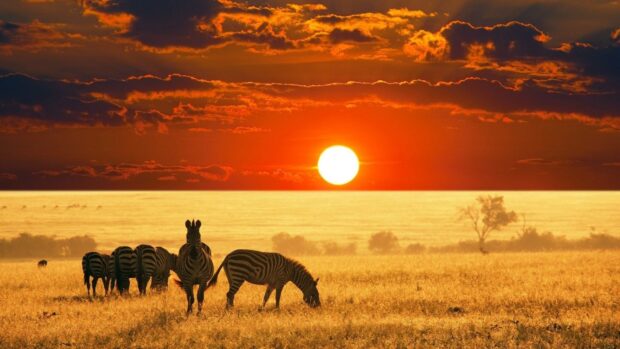 Zebras grazing at sunset in Kenya savanna landscape with an orange sky