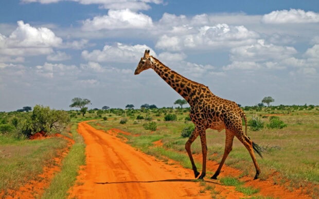 A giraffe walking across a red dirt road in the Kenya savannah landscape with green bushes and cloudy sky