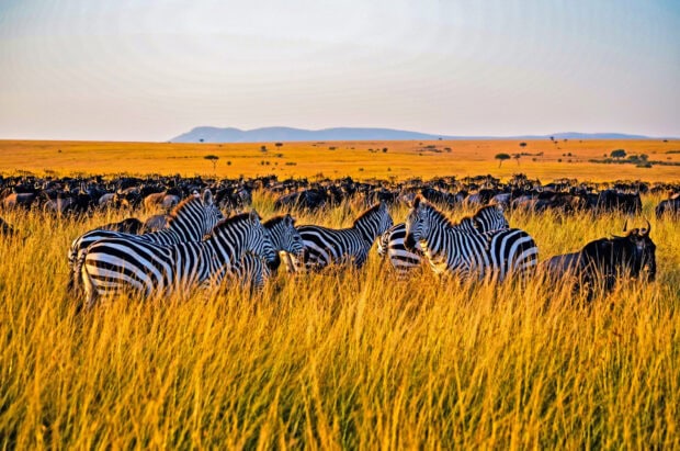 A group of zebra standing in the tall grass in Kenya during sunset