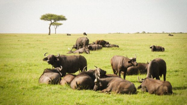 A herd of buffalo resting on the green grassland in Kenya