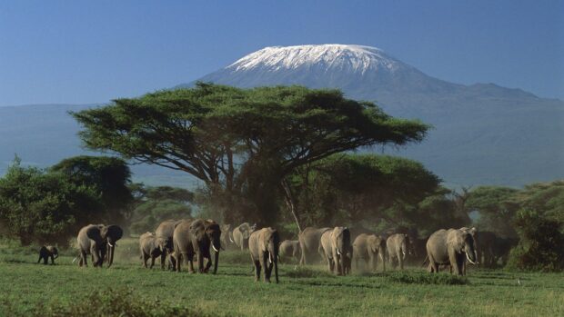 A herd of elephants walking on the green savanna near a large acacia tree in Kenya