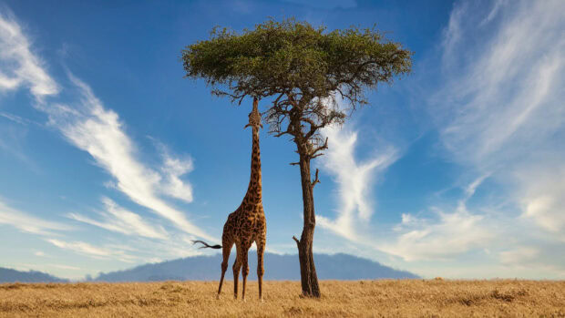 A giraffe eating leaves from a tree in the Kenyan savanna under a blue sky