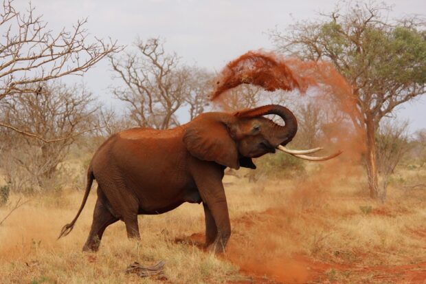 A large elephant throwing red dust with its trunk in a dry savannah in Kenya
