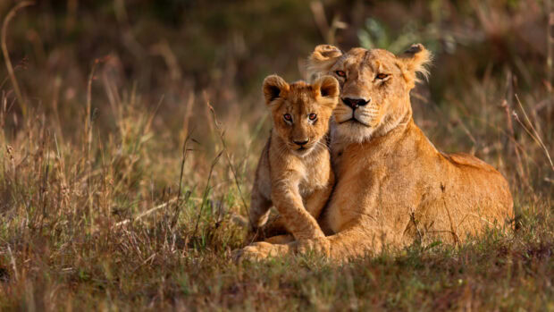 A lioness and her cub resting together in the Kenyan grasslands