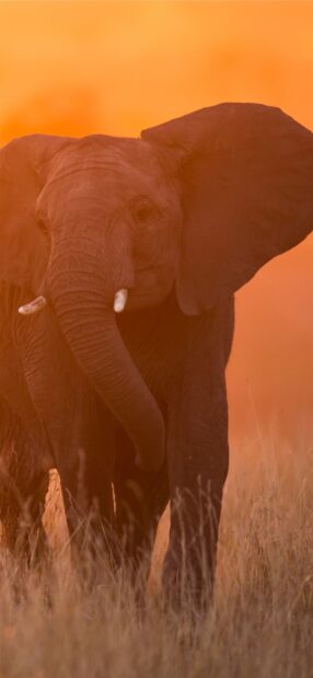 A close up of an elephant walking through tall grass in Kenya at sunset