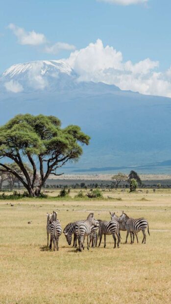A herd of zebras grazing in the Kenya savannah with Mount Kenya in the background
