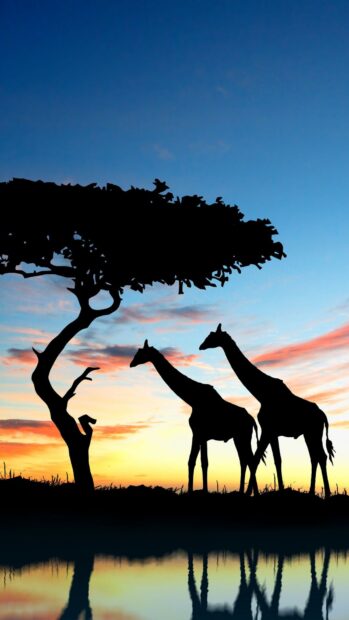 Silhouettes of giraffes and a tree in Kenya at sunset with clear sky
