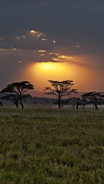 Acacia trees on the Kenya plains during a glowing sunset