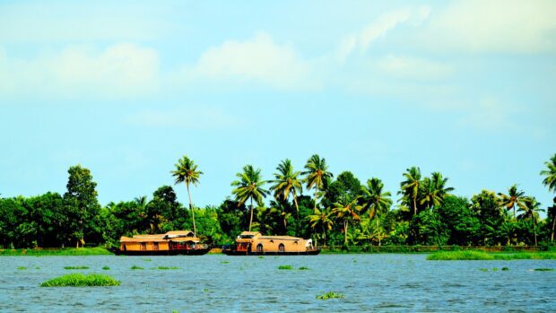 Traditional Kerala houseboats sailing on the backwaters surrounded by lush greenery and palm trees