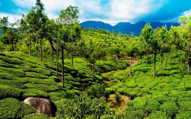 Lush green Kerala tea plantations under blue sky with distant mountains