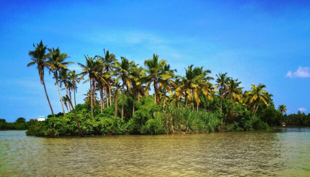 A scenic view of Kerala palm trees and lush greenery along the calm riverbanks