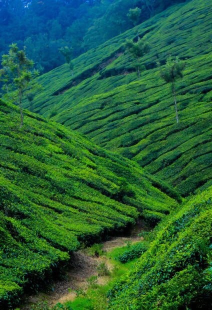 Lush green tea plantations in Kerala covering rolling hills