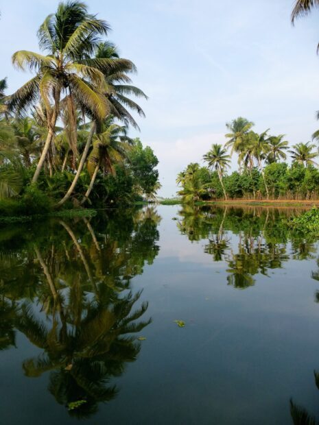 Coconut trees reflection in Kerala river landscape with calm water and green vegetation